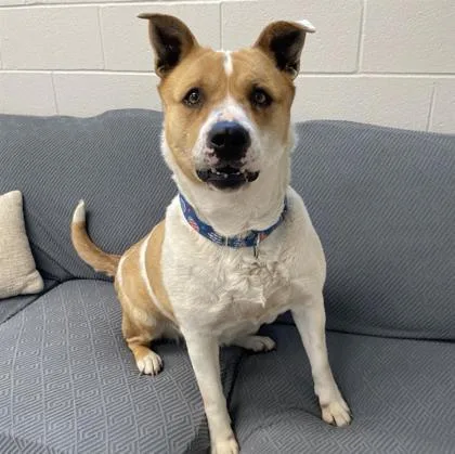 An adult large-sized female Mixed Breed dog named Tuna for adoption in Wheaton, IL