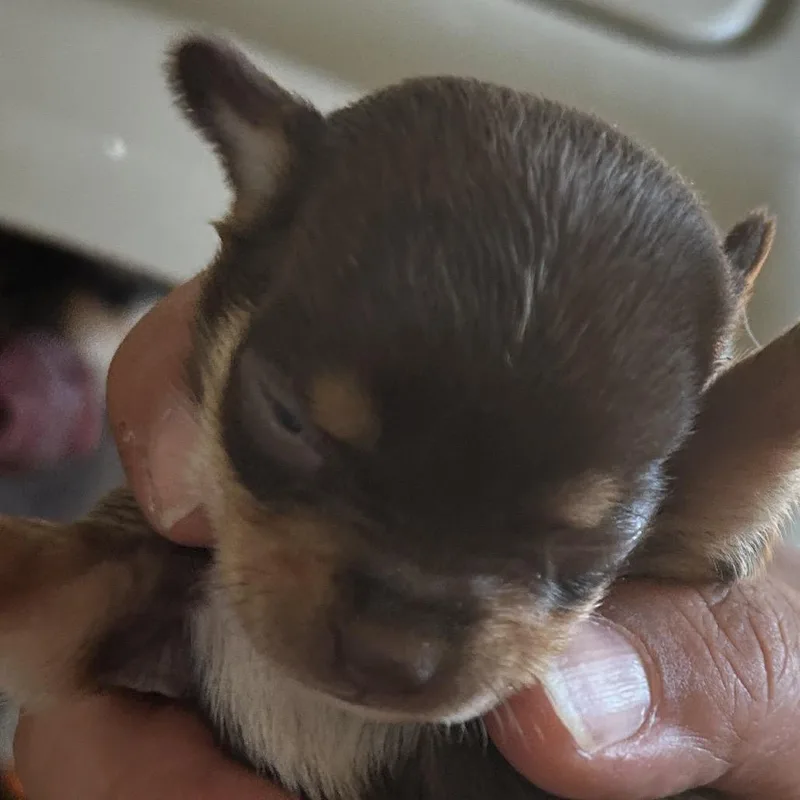 A baby small-sized male Brown / Chocolate Mixed Breed dog named Hiro for adoption in Leander, TX