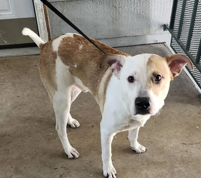 A young large-sized male Shepherd dog named Lefty for adoption in San Antonio, TX