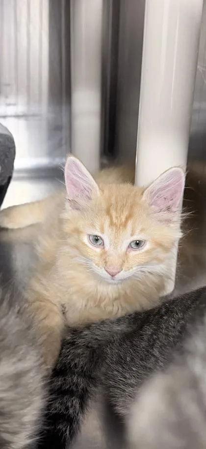 A baby small-sized male Domestic Short Hair cat named Alexander for adoption in Venice, FL