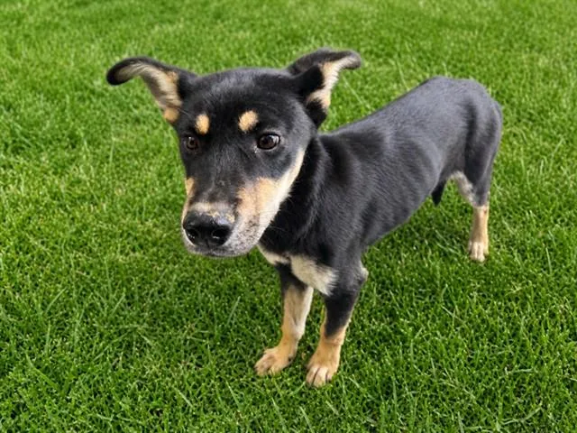 A baby medium-sized female German Shepherd Dog dog named Beyonce for adoption in Lancaster, CA