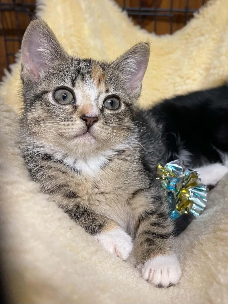 A baby medium-sized female Domestic Short Hair cat named Dandelion for adoption in Warren, NJ
