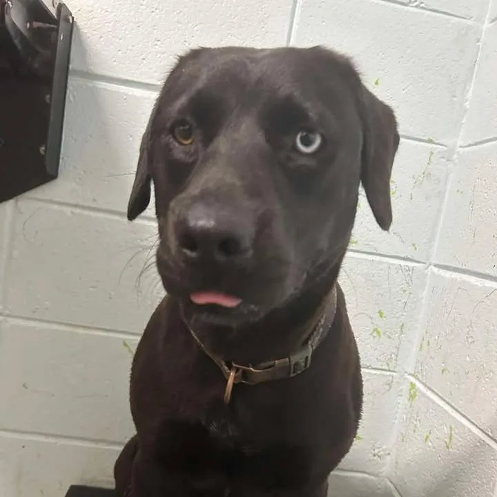 An adult medium-sized female Black Black Labrador Retriever dog named Hippy for adoption in Beaumont, TX