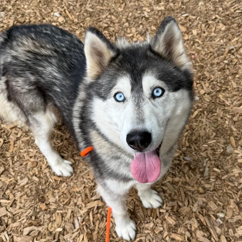 An adult medium-sized female Gray / Blue / Silver Husky dog named Sunny for adoption in Tacoma, WA