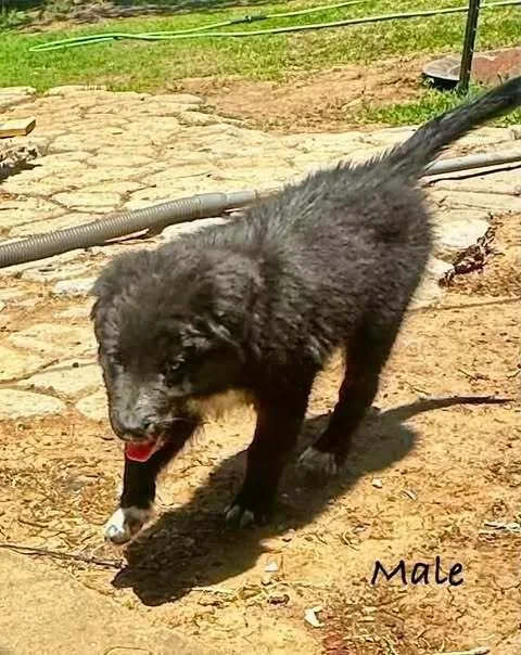 A baby medium-sized male Tricolor (Brown, Black, & White) Husky dog named Porcini for adoption in Waunakee, WI