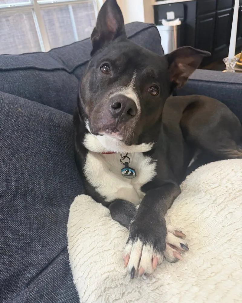 An adult large-sized male Pit Bull Terrier dog named Petey The Sweetie for adoption in Dallas, TX
