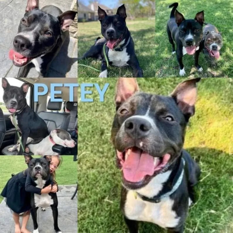 Petey The Sweetie thumbnail 2