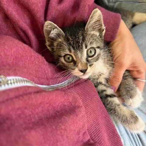 Mushu