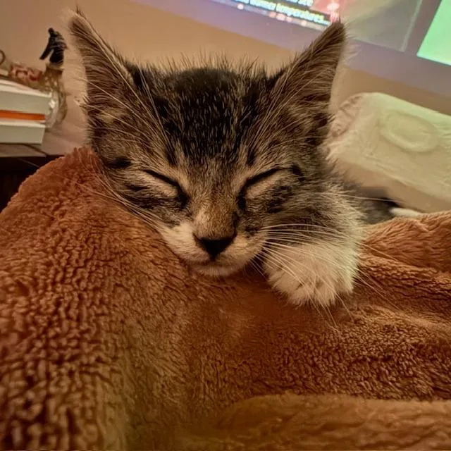 Mushu thumbnail 6