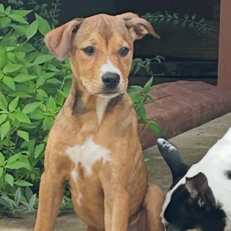 A baby medium-sized female Yellow / Tan / Blond / Fawn Mixed Breed dog named Pepsi for adoption in Brownsboro, AL