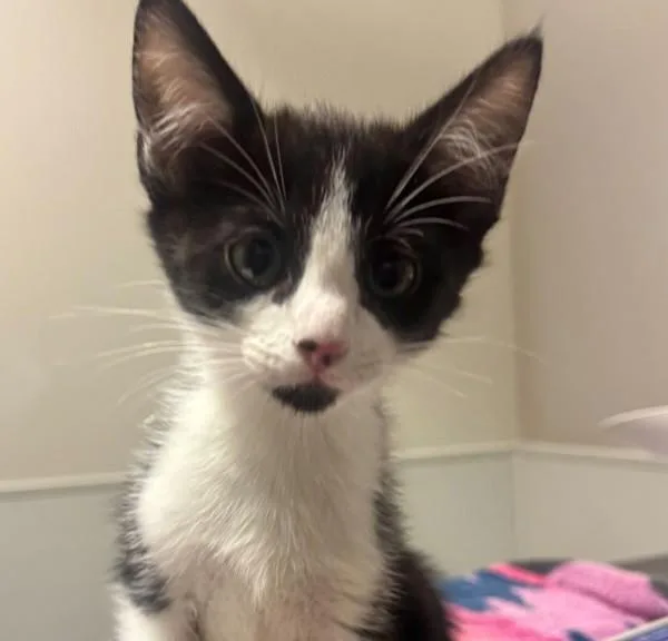 A baby small-sized male Domestic Medium Hair cat named Pablo Picasso for adoption in Oakland, CA