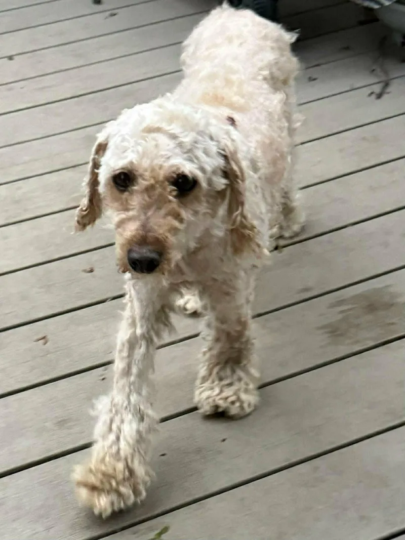 An adult medium-sized female Golden Retriever dog named Cheddar for adoption in Havertown, PA