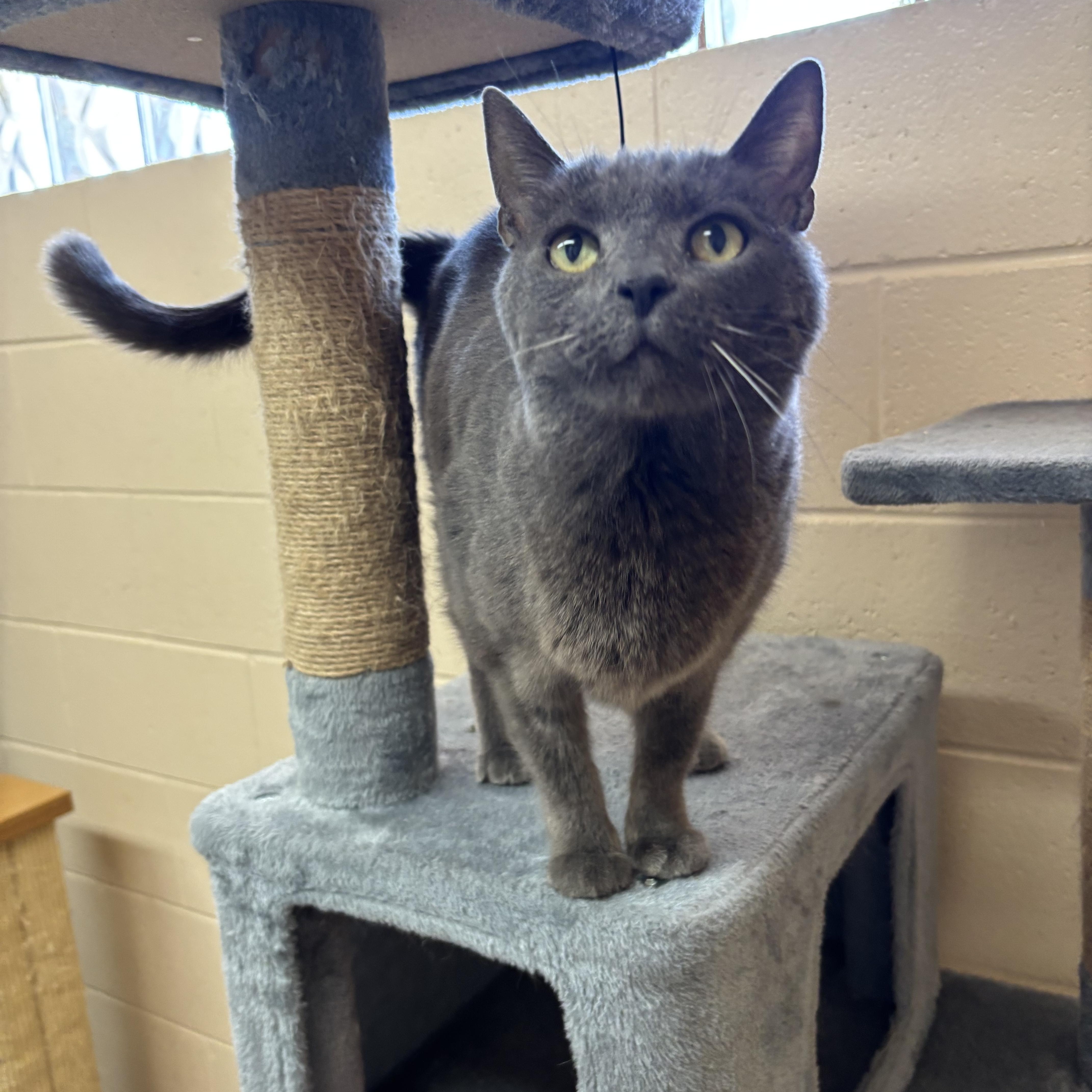 A young medium-sized male Gray / Blue / Silver Domestic Short Hair cat named Tippy for adoption in Washington, UT