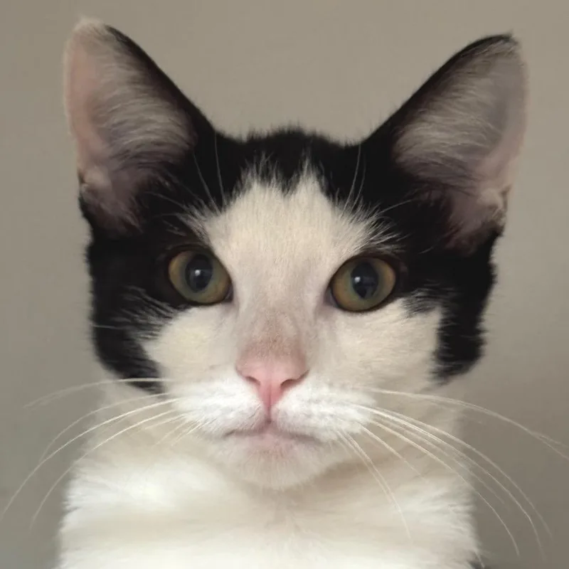 A young small-sized female Black Domestic Short Hair cat named Twinkle Twinkle for adoption in Decatur, GA