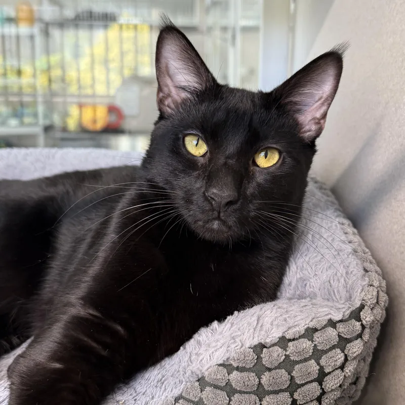 A baby medium-sized male Black Domestic Short Hair cat named Arthur for adoption in West Milford, NJ