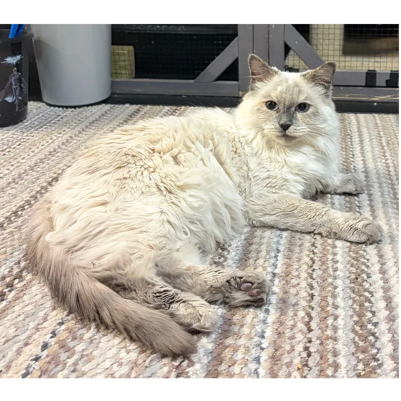 An adult medium-sized female Cream / Ivory Himalayan cat named Lilly for adoption in Middletown, DE