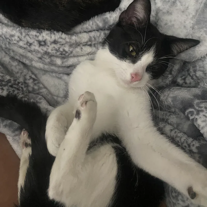 A young medium-sized male Black & White / Tuxedo Domestic Short Hair cat named Sylvester for adoption in Liverpool, TX
