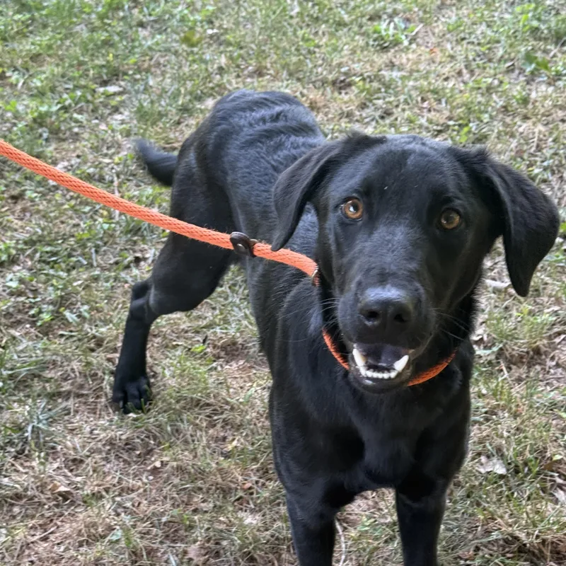 A young medium-sized female Black Labrador Retriever dog named Miley for adoption in Meherrin, VA