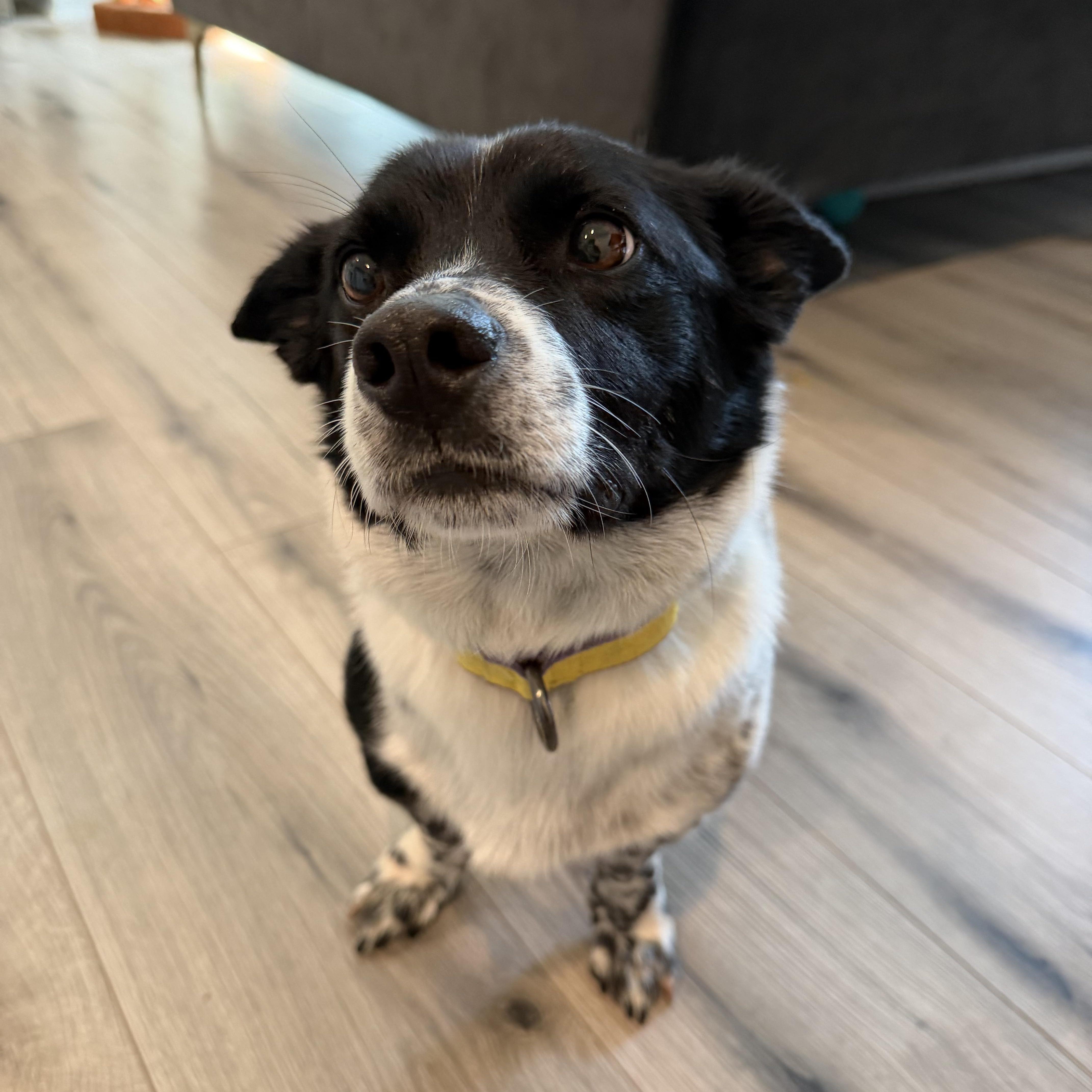 An adult small-sized male Terrier dog named Dabin for adoption in Duluth, GA