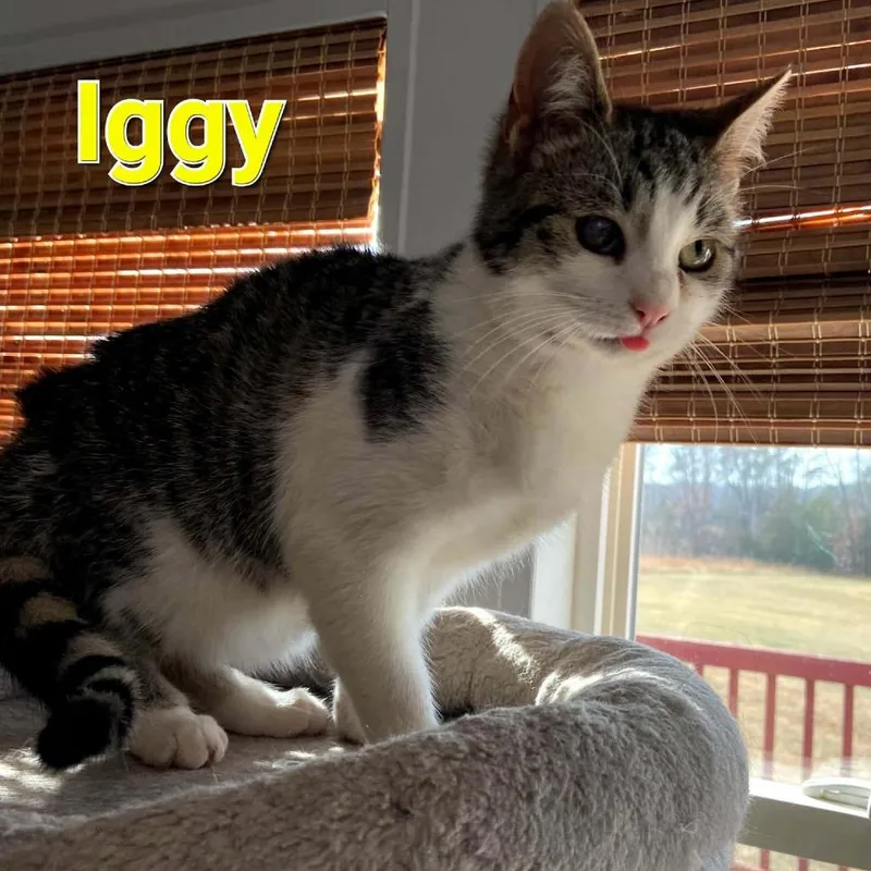 Iggy thumbnail 2