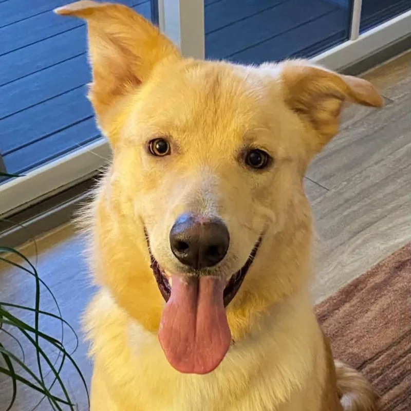 An adult large-sized male Yellow / Tan / Blond / Fawn Retriever dog named Memphis for adoption in Olathe, KS