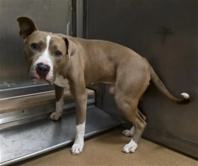 A young large-sized male Pit Bull Terrier dog named Phineas Flynn for adoption in Martinez, CA