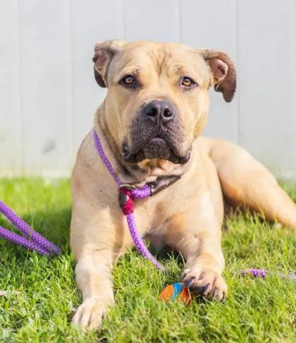 An adult large-sized female Mixed Breed dog named Miracle for adoption in Chamblee, GA