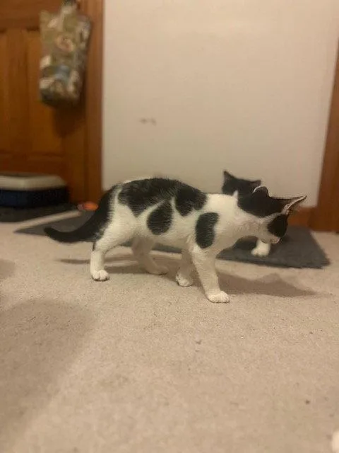 A young medium-sized male Black & White / Tuxedo Domestic Short Hair cat named Pongo for adoption in Ocean Pines, MD