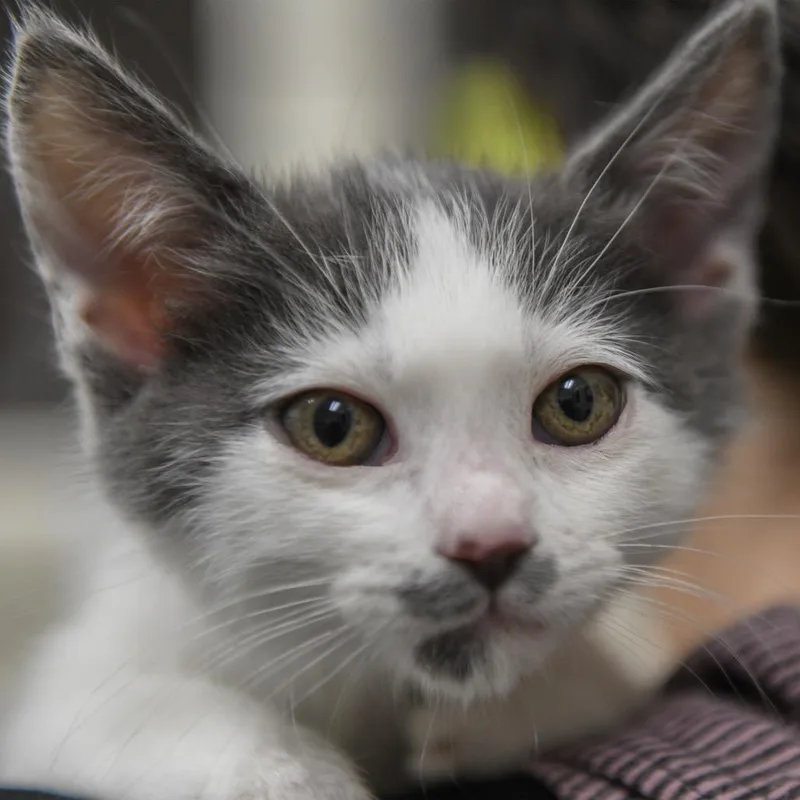 A baby small-sized female Gray / Blue / Silver Domestic Short Hair cat named Trace for adoption in Redwood City, CA