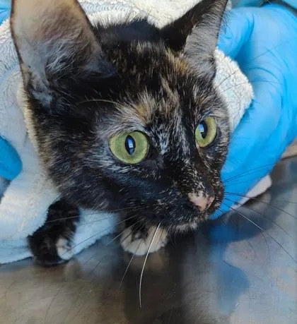 An adult medium-sized female Domestic Short Hair cat named Ombra for adoption in Lafayette, IN