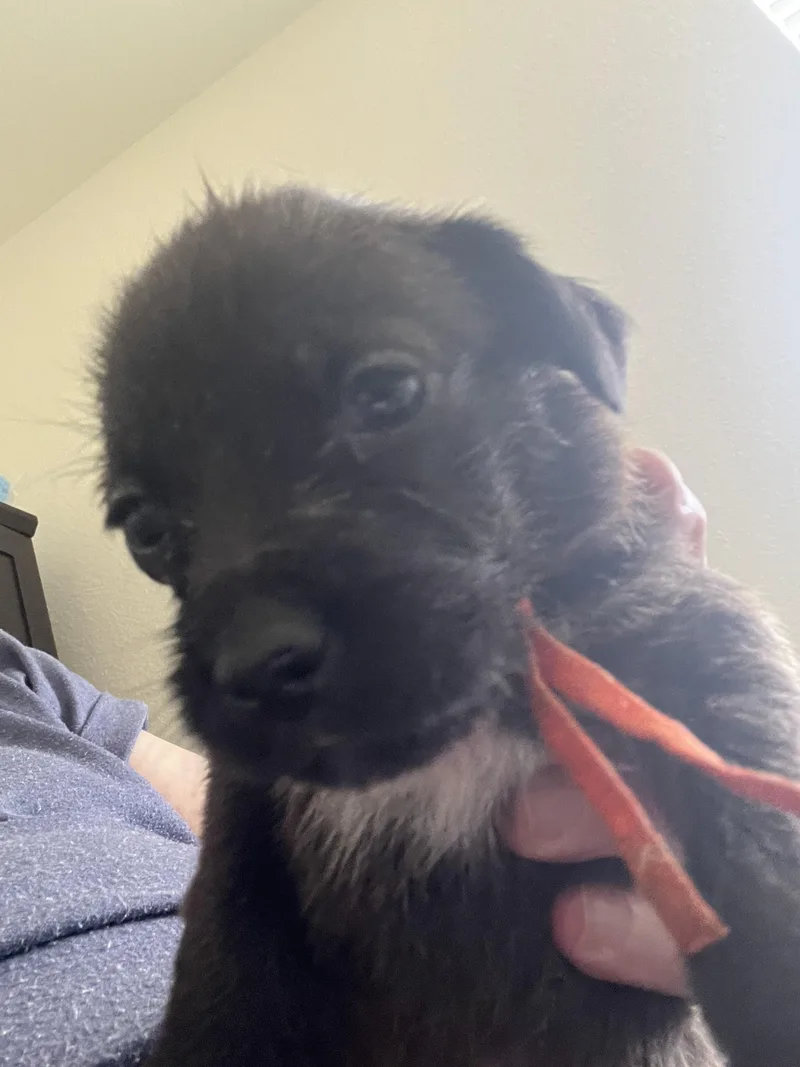 Nova