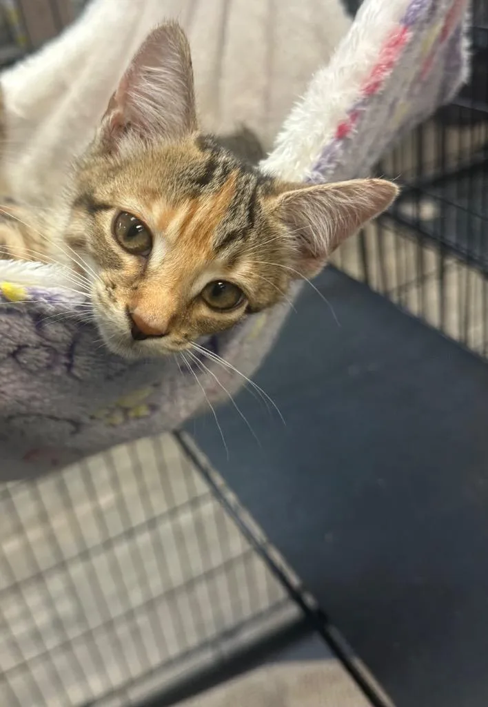 A baby small-sized female Tabby (Brown / Chocolate) Domestic Short Hair cat named Strive for adoption in Winnsboro, SC
