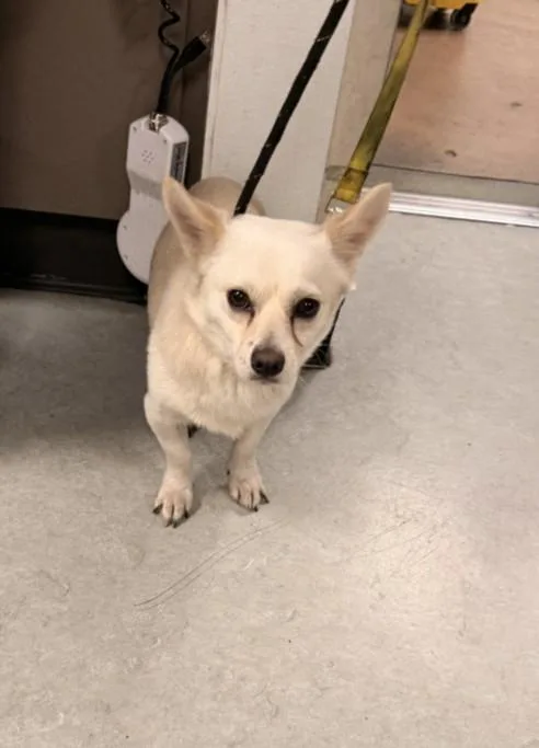 An adult small-sized male Chihuahua dog named Smucker for adoption in Los Angeles, CA