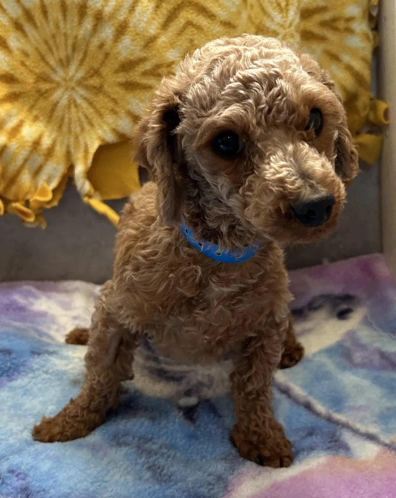 Norman Mar thumbnail 2