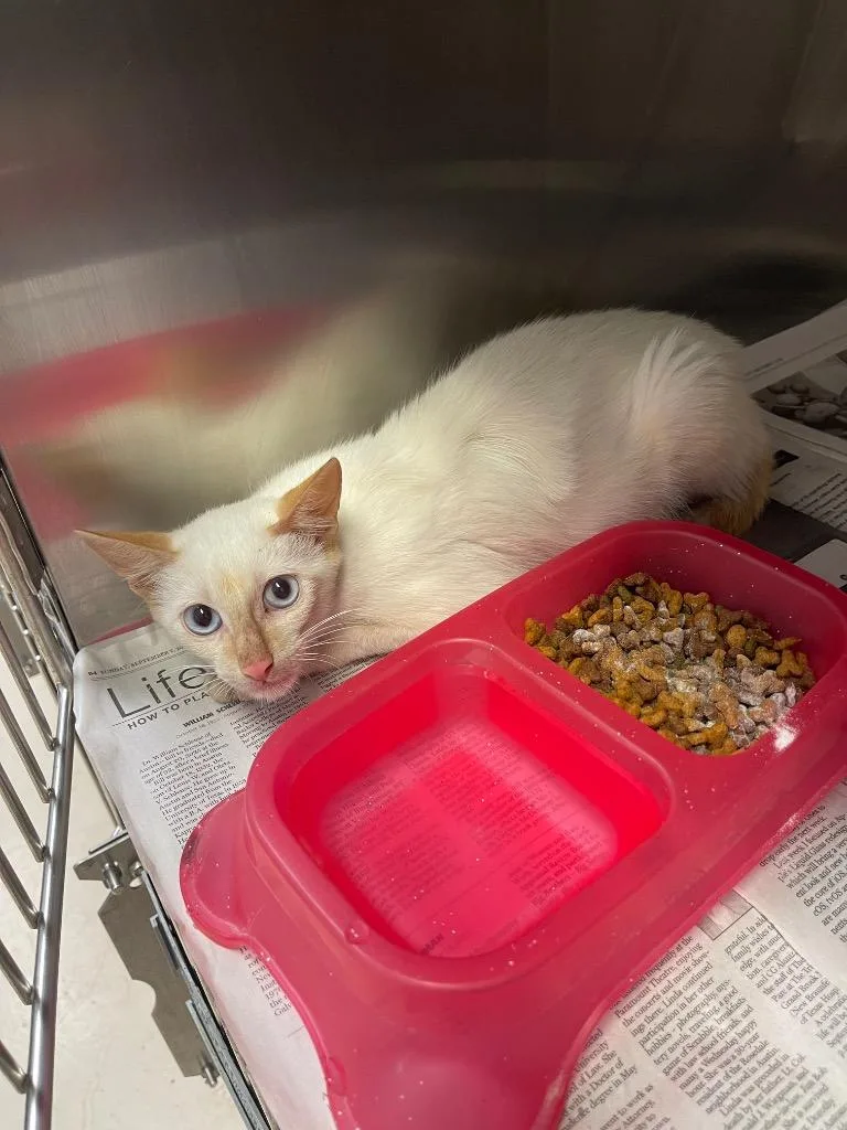 A young medium-sized male Domestic Short Hair cat named Yang for adoption in Belton, TX
