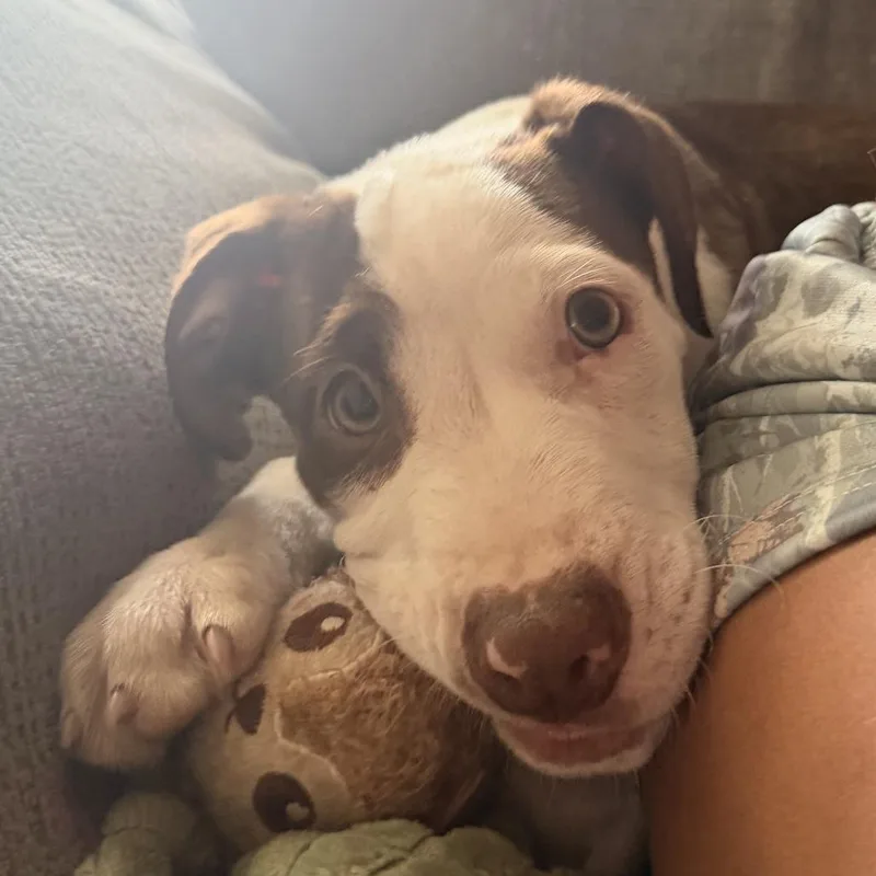 A baby small-sized male White / Cream Mixed Breed dog named Peanut for adoption in Jacksonville Beach, FL