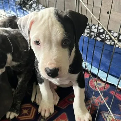 A baby medium-sized male Terrier dog named Comet for adoption in Elk Grove Village, IL