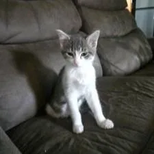 A baby small-sized female Domestic Short Hair cat named Susie for adoption in Fishers, IN
