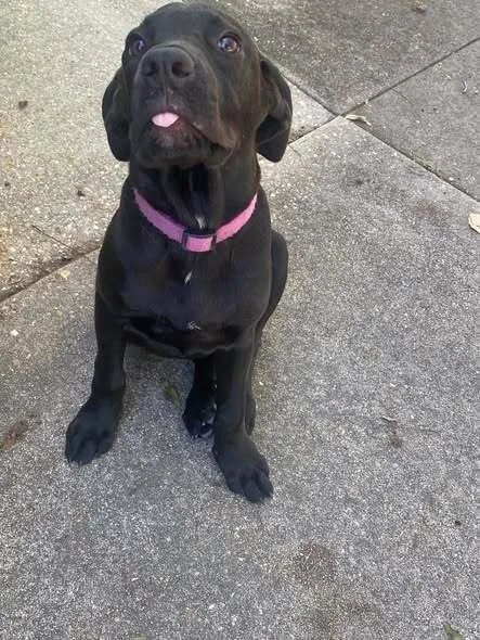 A baby large-sized female Black Labrador Retriever dog named Cupcake for adoption in Troy, AL