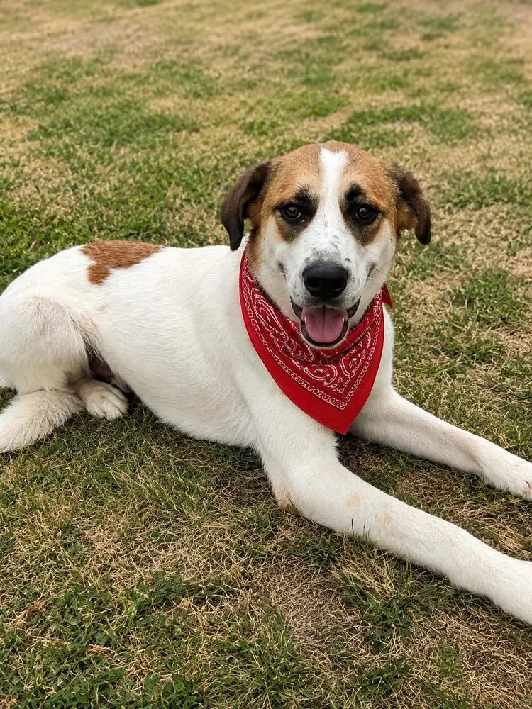 Zed thumbnail 3