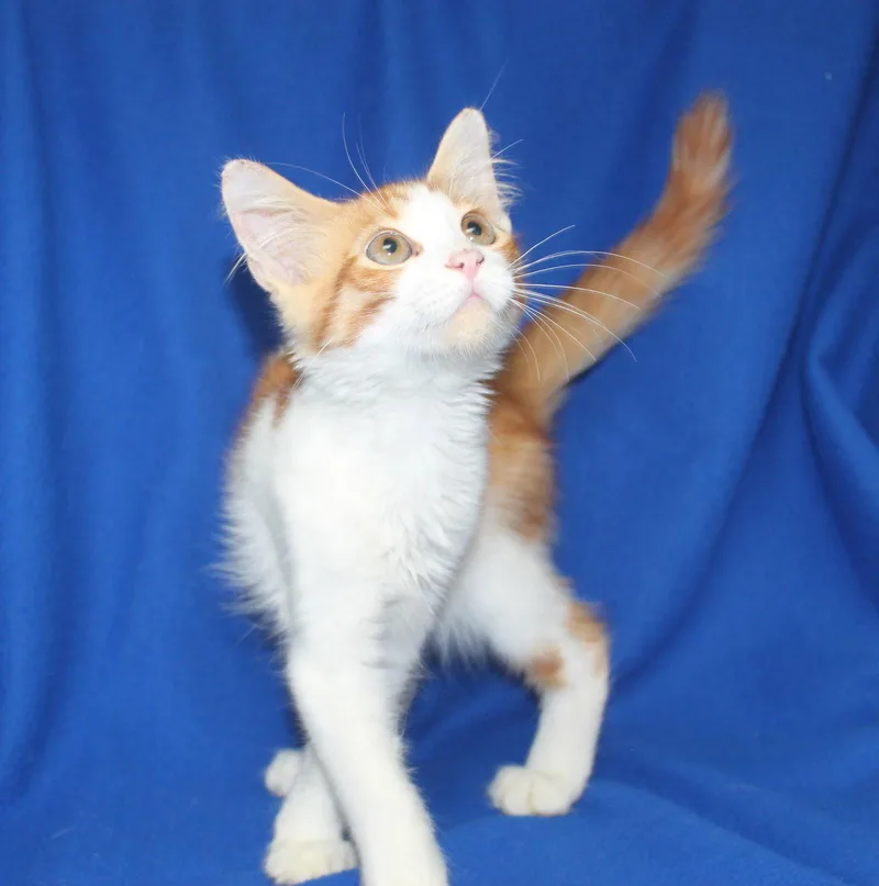 A baby medium-sized male Orange & White Domestic Short Hair cat named Marco for adoption in Prattville, AL
