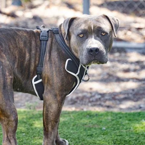 An adult large-sized male Pit Bull Terrier dog named Tigre for adoption in Camarillo, CA