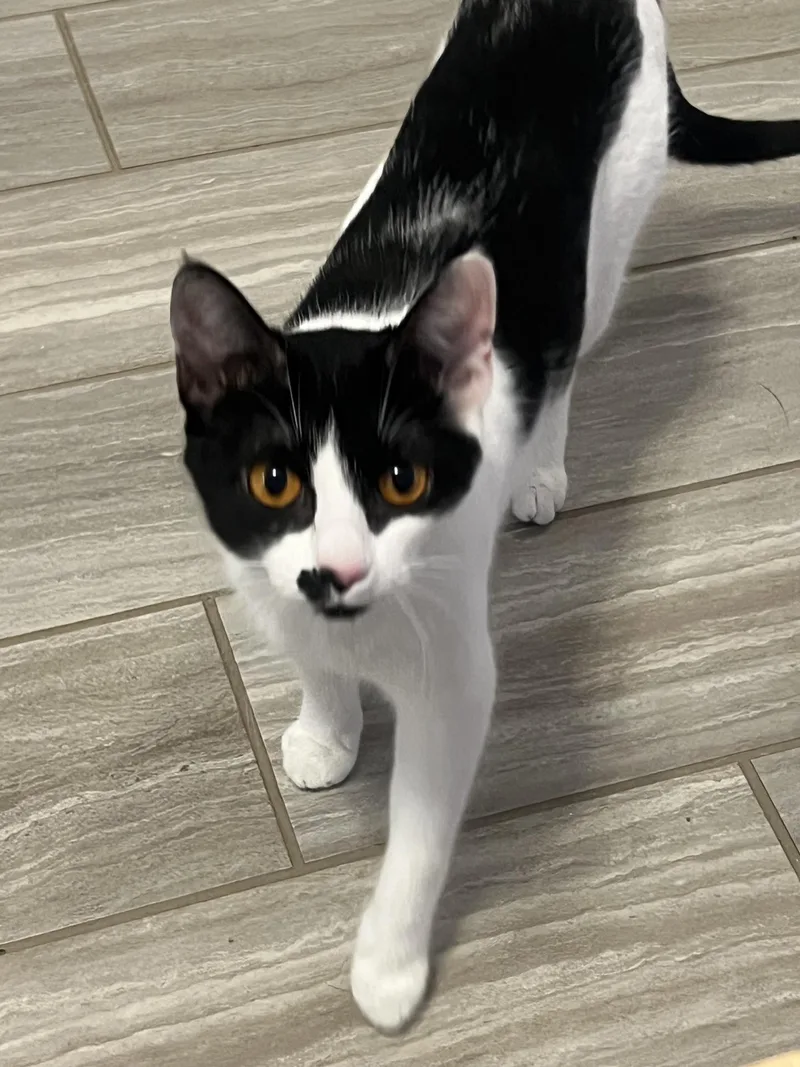 An adult medium-sized female Black & White / Tuxedo Domestic Short Hair cat named Sabrina for adoption in Murfreesboro, TN