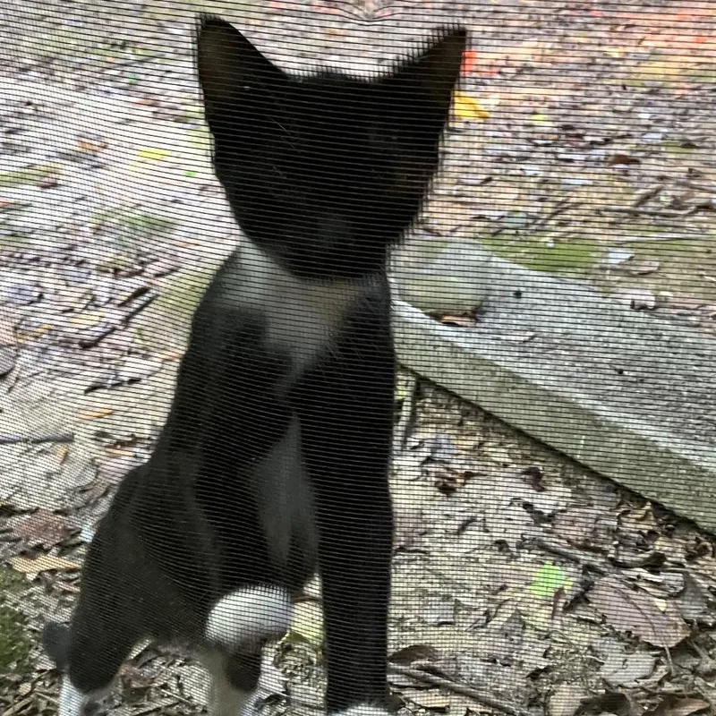 A young medium-sized male Black Domestic Short Hair cat named Twist for adoption in Greensboro, NC