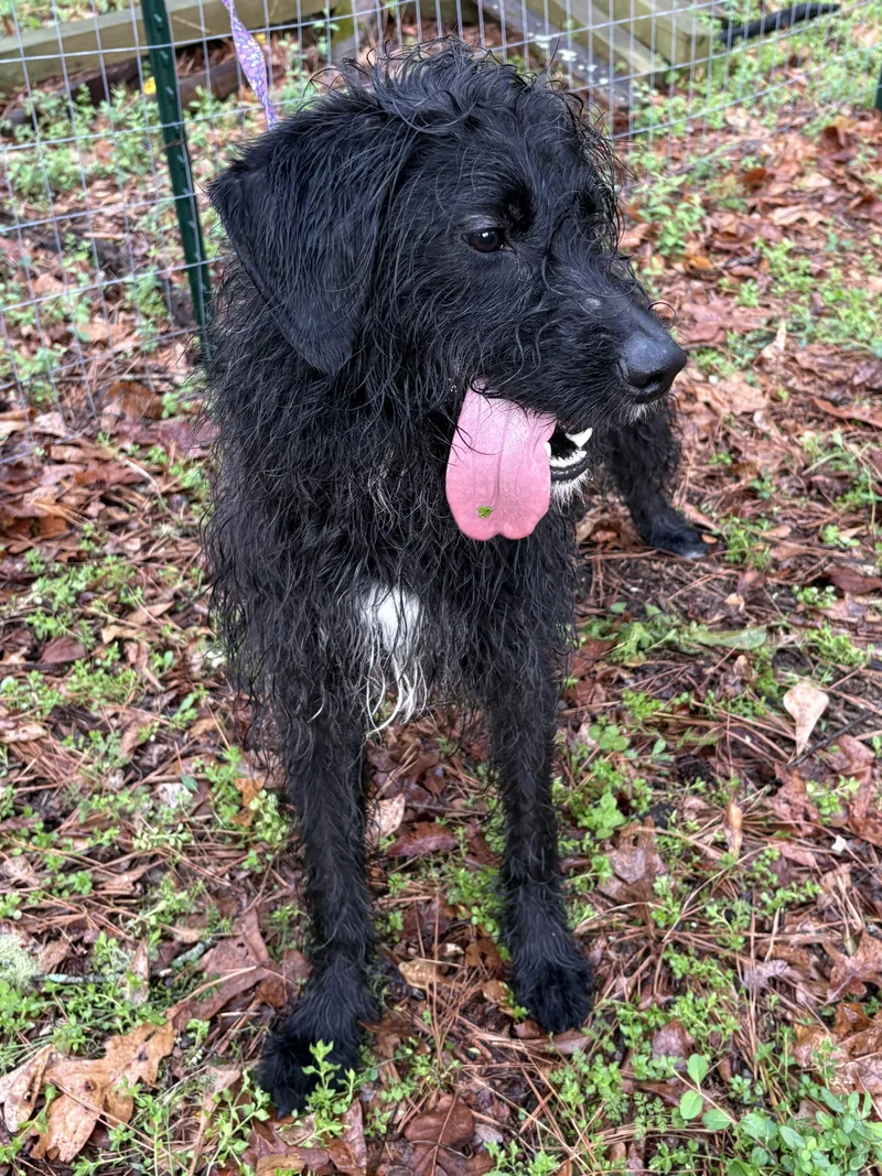 Doodle Bob thumbnail 3