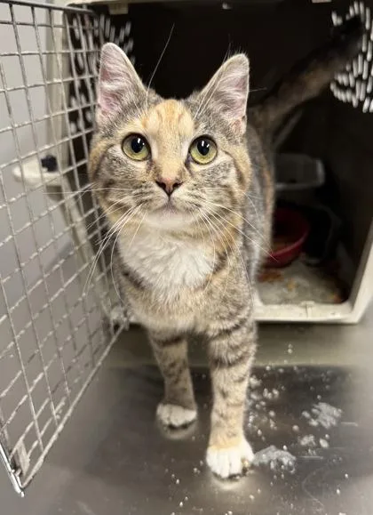 An adult medium-sized female Domestic Short Hair cat named Laney for adoption in Missoula, MT