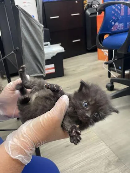 A baby small-sized male Domestic Short Hair cat named Fettuccine for adoption in Fairhope, AL