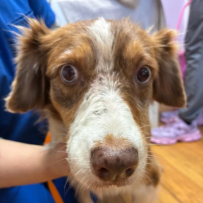 A senior medium-sized female Red / Chestnut / Orange Australian Shepherd dog named Gambler for adoption in Northbrook, IL