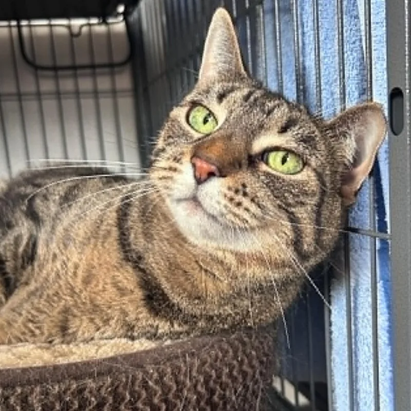 An adult large-sized female Tabby (Brown / Chocolate) Tabby cat named Taylor for adoption in Huntington, NY