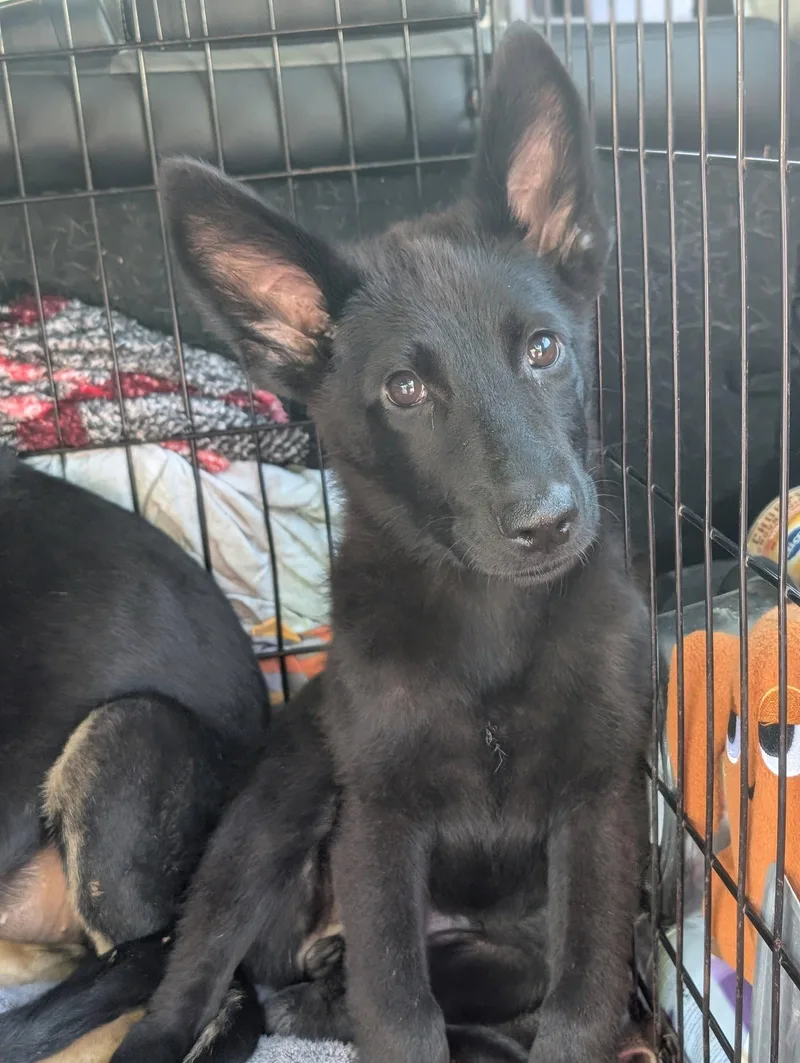 A baby large-sized female German Shepherd Dog dog named Lupa for adoption in Holly Springs, NC
